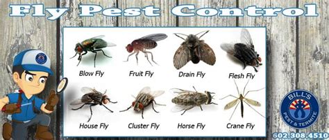 Expert Fly Exterminator Services Bills Pest Termite Control