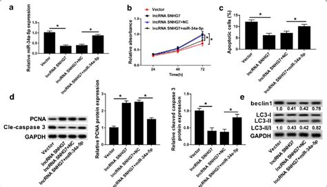 Overexpression Of Mir A P Reversed The Effect Of Snhg On Oa Cells