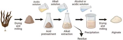 Algal Alginate In Biotechnology Biosynthesis And Applications Intechopen