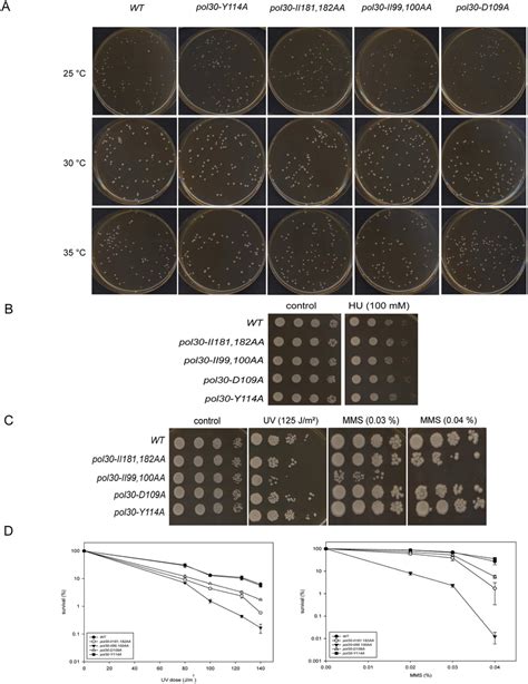 Phenotypic Characterization Of The Mutants A Growth Of The Strains