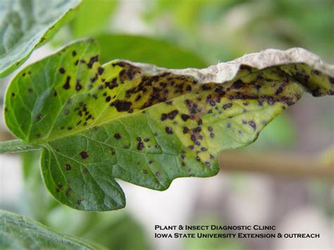 Managing Tomato Diseases Disorders And Pests Yard And Garden