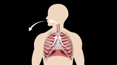 Respiratory System Animation on Blue Bac... | Stock Video | Pond5