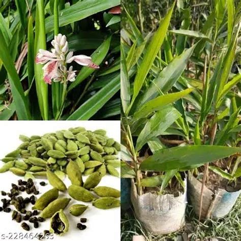 Elichi plant – Pak Plants