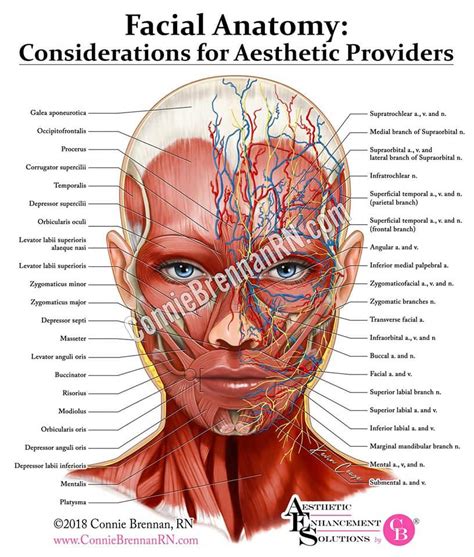 Facial anatomy: considerations for aesthetic providers on Behance ...