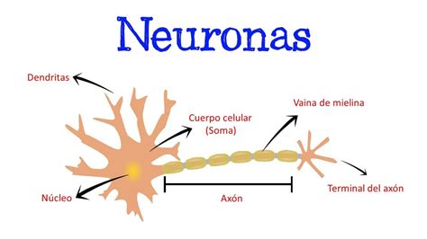 Cu Les Son Las Cuatro Partes De Una Neurona Y Sus Funciones Ref Hub