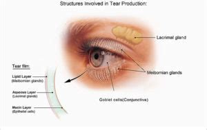 Cornea and Corneal Diseases - Lighthouse Guild