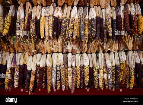 Decorative Indian Corn Hanging On A Farm Horizontal Stock Photo Alamy