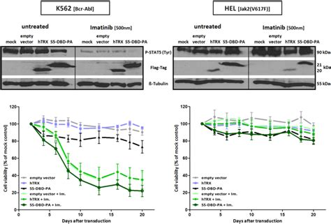 Cancers Special Issue Stat3 Signalling In Cancer Friend Or Foe