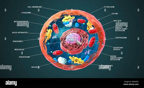 Animal Cell Structure Britannica - Animal Cell Structure High ...