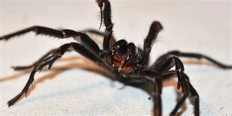 Can spider venom be used as an insecticide? - The Hustle