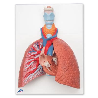 Lung Model Anatomy