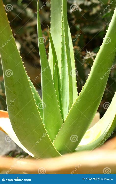Aloe vera cactus stock image. Image of health, garden - 156176979