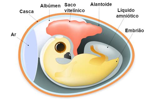 Aula 1° Fecundação Embriologia E Anexos Embrionários🦛 Descubra As Emoções De Apostar Na