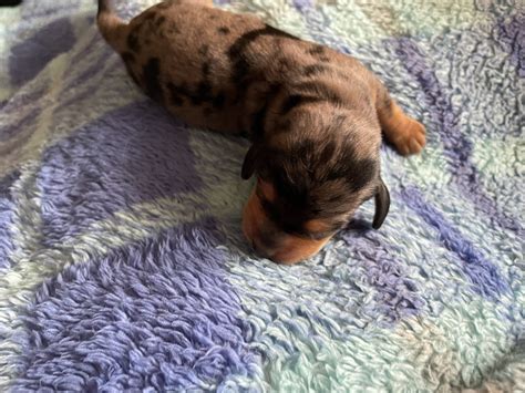 Dachshund Puppies Mini | America's Pet Registry