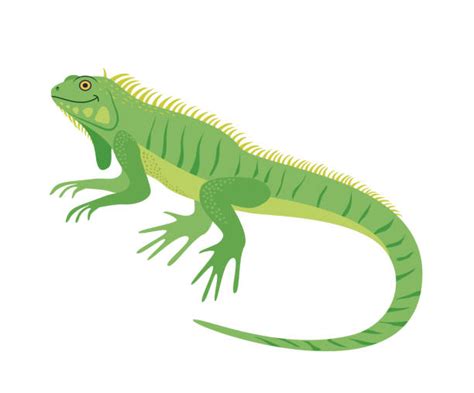 Free Iguana Clipart