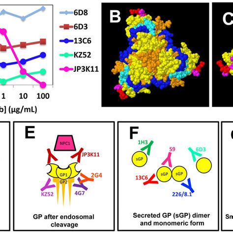 The GP Of EBOV A The Cylindrical EBOV Capsid Contains Genetic