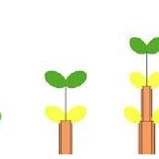explanation  secondary growth  scientific diagram