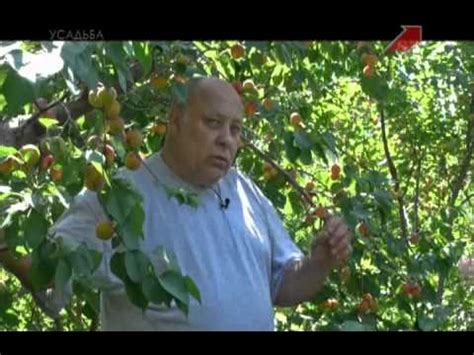 Северный абрикос на Южном Урале - YouTube
