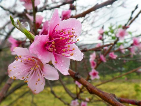 Free Images Tree Branch Fruit Flower Food Spring Produce