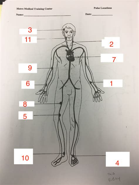 Pulse Location Diagram Quizlet