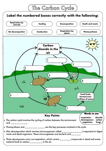 Gcse Carbon Cycle Worksheets And A3 Wall Posters By Beckystoke Teaching Resources Tes