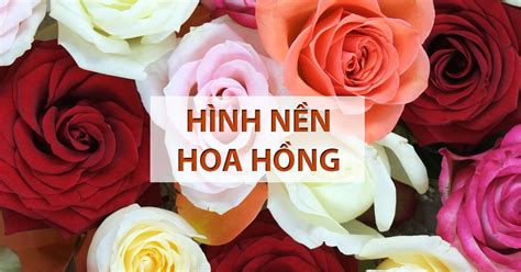 Ảnh nền hoa đẹp: Làm mới màn hình máy tính của bạn với những hình ảnh lung linh [Nhấp để xem ...