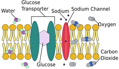 Cell Membrane: Functions, Role & Structure - Video & Lesson Transcript | Study.com