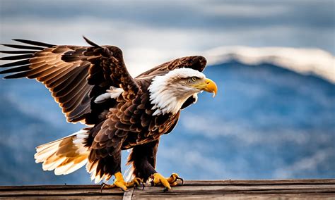 Bald Eagle Vs Human A Detailed Comparison Dockery Farms