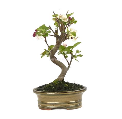 Malus Sp Bonsa Ans Pommier Ext Rieur Mistral Bonsai