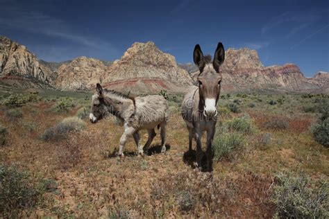 Wild Burros In The Nevada Desert Stock Photo Image Of Canyon Nature