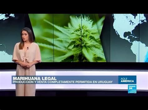 Descubre Los Beneficios Y Ventajas De La Legalización Del Cannabis En Formato Pdf Legalizar