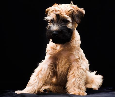 Top 10 Cute Puppy Breeds | PetGuide