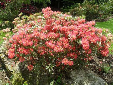 Rhododendrons Et Azal Es