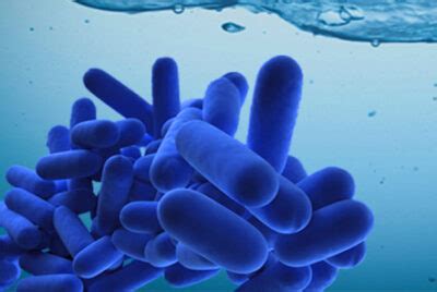 Nuevo Real Decreto Para El Control De La Legionella Rd Asuman