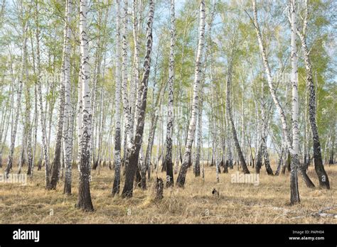 Spring Birch Forest Stock Photo Alamy