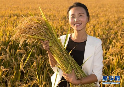 来自吉林“黄金水稻带”的丰收观察 时政新闻 浙江在线