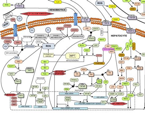 Biological Pathway Modeling Dwaipayan Mukherjee