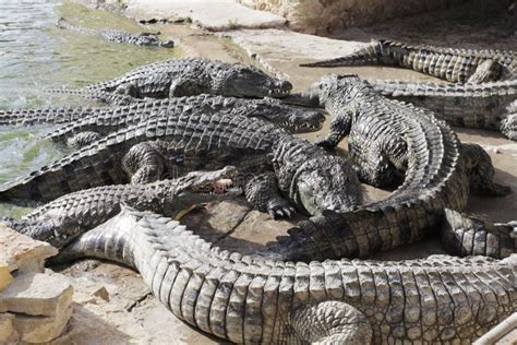 Crocodiles at a Crocodile Farm are Awaiting Feeding. F Stock Photo ...