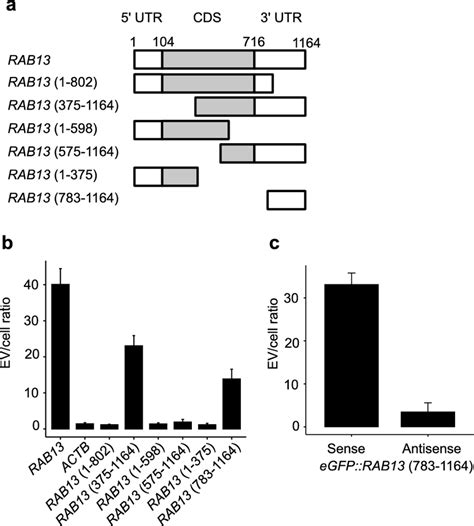 Rna Loading Into Cd9 Positive Evs Occurs Due To Part Of Rab13 3′utr