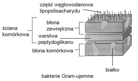 Zadanie Zadania Z Biologii Budowa I Funkcjonowanie Kom Rki