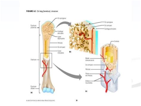 Anatomie Osteologie Pptx Pdf