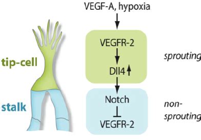 Notch Mediated Regulation Of Endothelial Cell Specification The