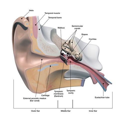 How Does Hearing Work