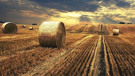 High Resolution Agriculture Background Hd - 1600x900 - Download HD ...