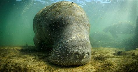 Deal reached on manatee habitat protections - CBS Miami