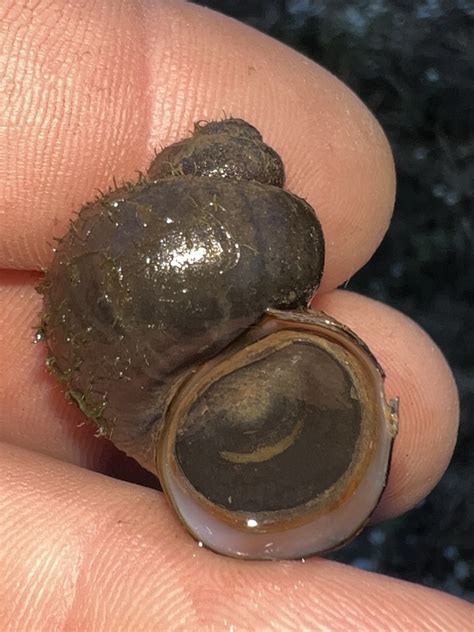 Banded Mystery Snail From Greenbrier Pkwy Nw Huntsville Al Us On