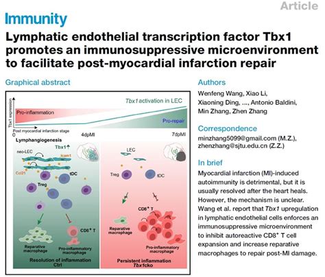 张臻张敏团队发现心梗后免疫抑制微环境形成新机制 中国免疫学会