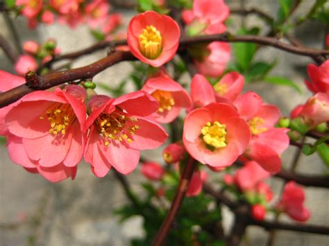 Chaenomeles Speciosa Common Flowering Quince Flowering Quince