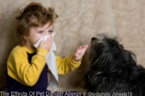 Pet Dander Allergy