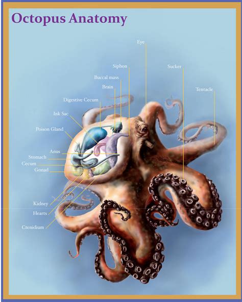 Octopus Anatomy by bigredsharks on DeviantArt